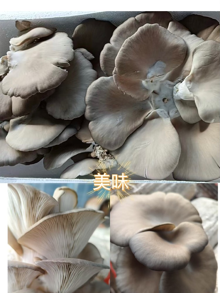 1742781577940775.jpg 4d552f5be6d38c09edeb5da588e3b2a.jpg